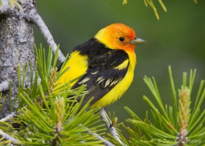 Western Tanager, male