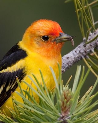 Western Tanager, male