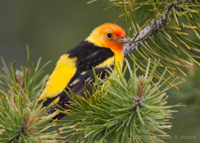 Western Tanager, male