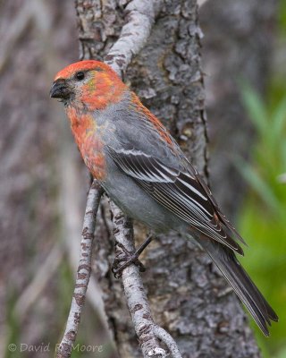 Pine Grosbeak, male