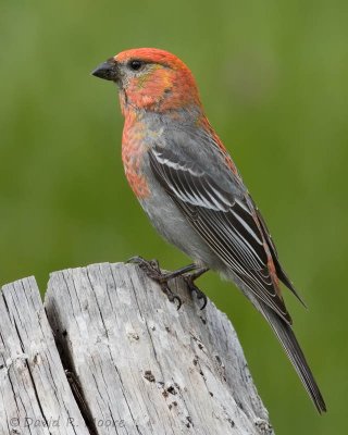 Pine Grosbeak, male