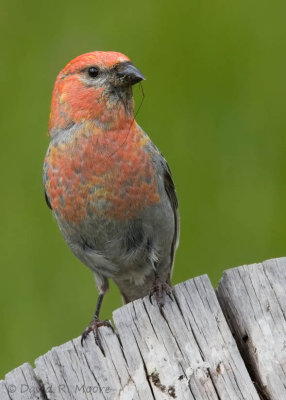 Pine Grosbeak, male
