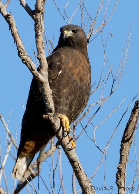 Red-tailed Hawk, dark morph