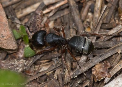 Ant sp.
