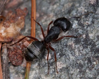 Ant sp.
