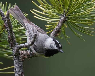 Mountain Chickadee