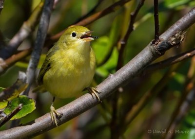 Yellow Warbler