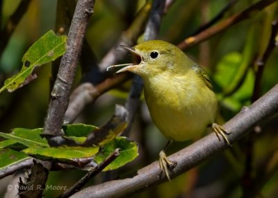 Yellow Warbler