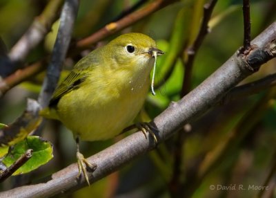Yellow Warbler
