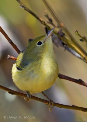 Yellow Warbler