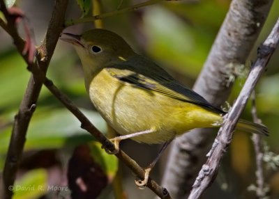 Yellow Warbler