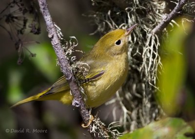 Yellow Warbler