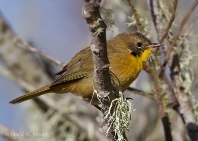 Common Yellowthroat