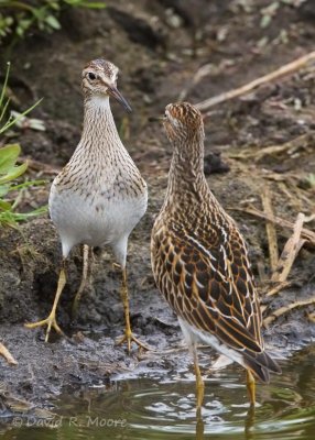 Pectoral Sandpiper
