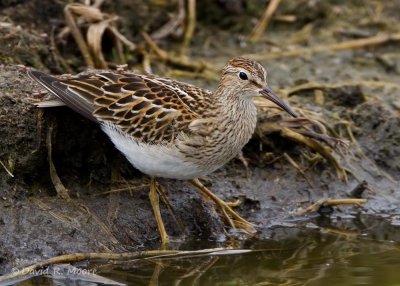 Pectoral Sandpiper