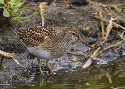 Pectoral Sandpiper