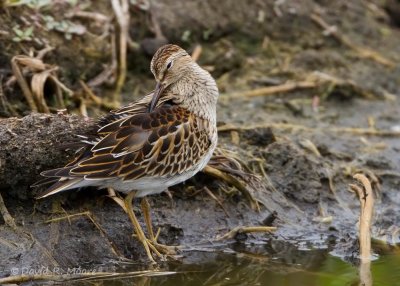 Pectoral Sandpiper