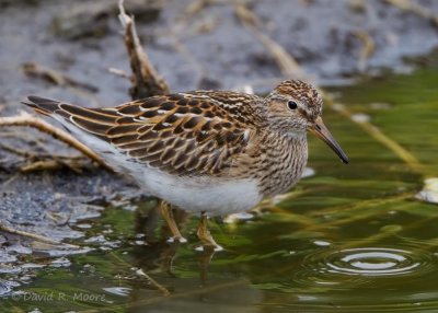 Pectoral Sandpiper