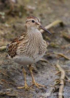 Pectoral Sandpiper