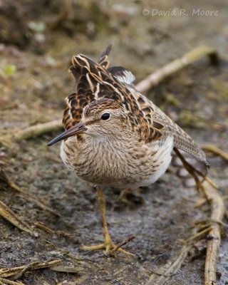 Pectoral Sandpiper