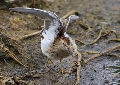 Pectoral Sandpiper