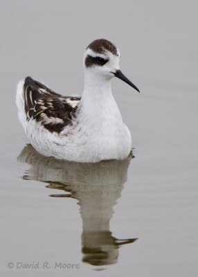 Red-necked Phalarope
