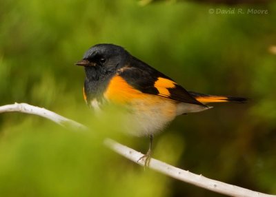 American Redstart, male