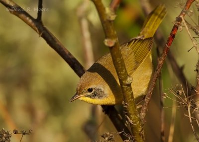 Common Yellowthroat