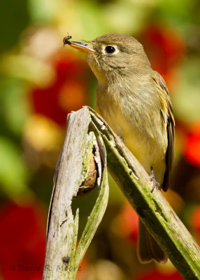 Empidonax sp.