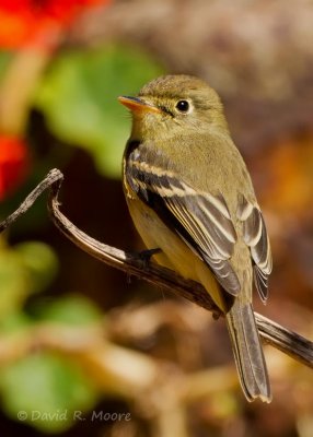 Empidonax sp.
