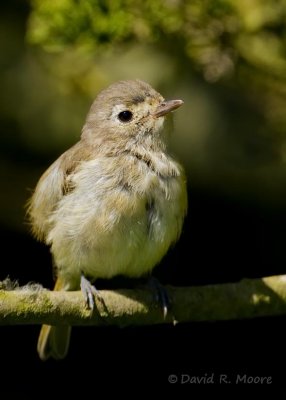 Hutton's Vireo