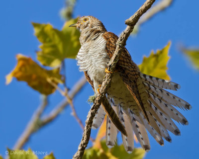 Cuculus sp.