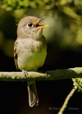 Empidonax sp.
