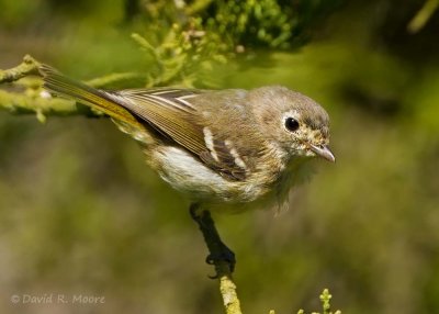Hutton's Vireo