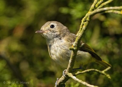 Hutton's Vireo