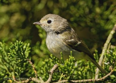 Hutton's Vireo