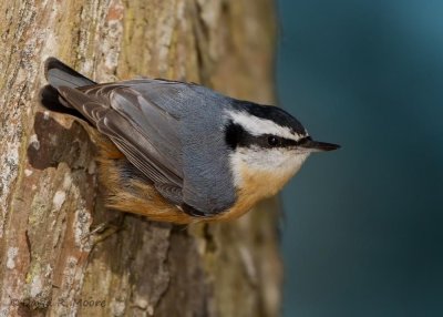 Red-breasted Nuthatch