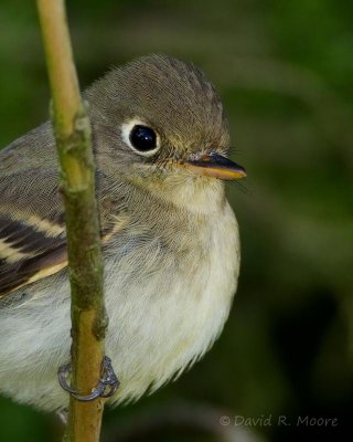 Empidonax sp.