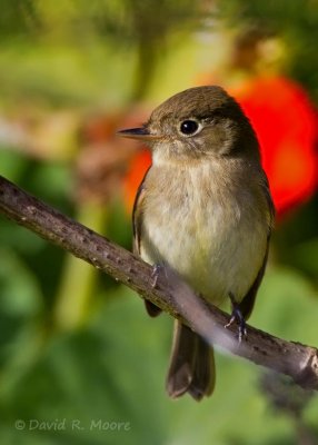 Empidonax sp.