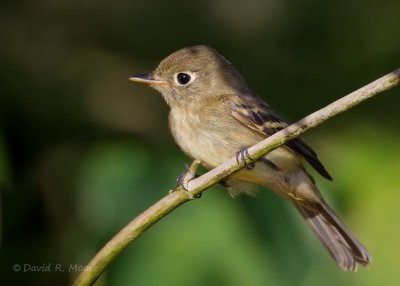 Empidonax sp.