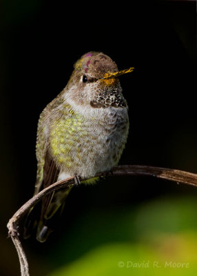 Anna's Hummingbird