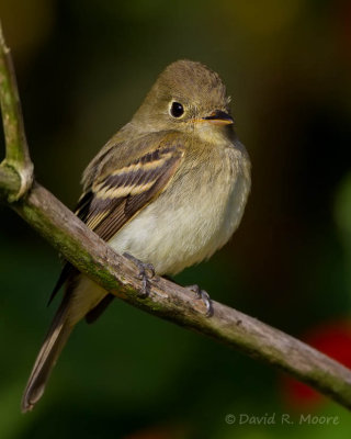 Empidonax sp.