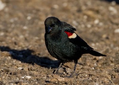 Tricolored Blackbird