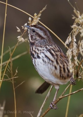 Song Sparrow