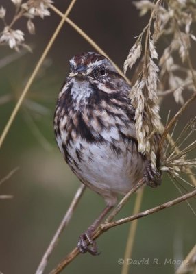 Song Sparrow