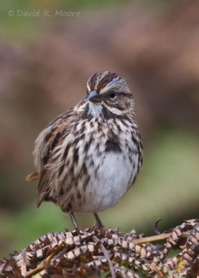 Song Sparrow