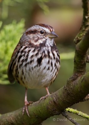 Song Sparrow