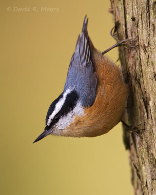 Red-breasted Nuthatch