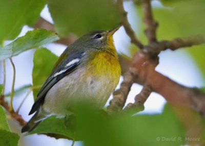 Northern Parula