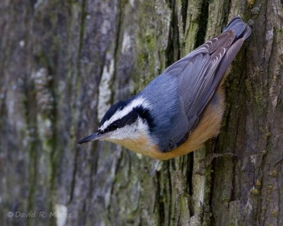 Red-breasted Nuthatch